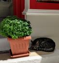 Sleeping under the Basil: Shop doorstep in Paros